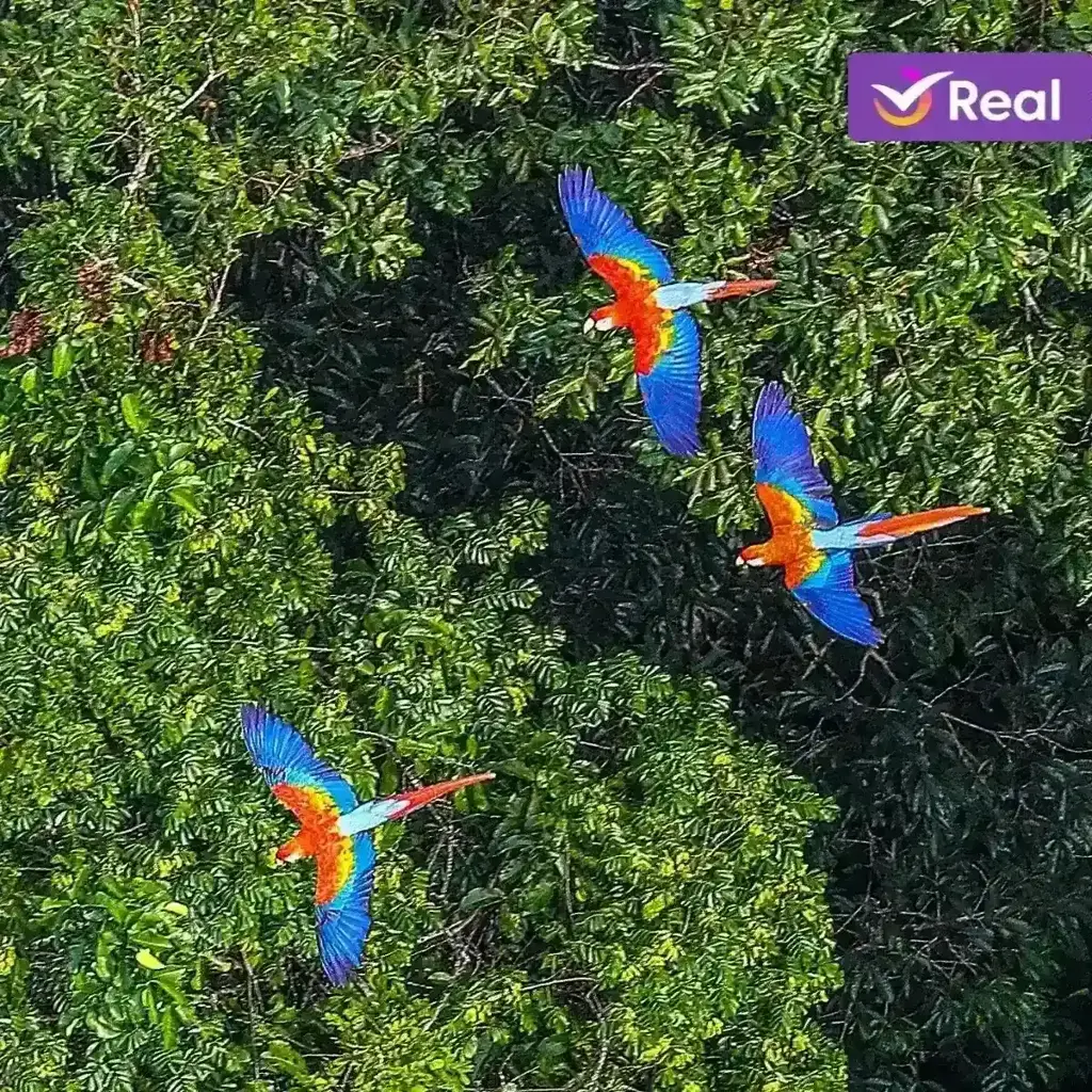 imagem capa do post O que fazer no Amazonas: Guia da selva, Manaus e rios!