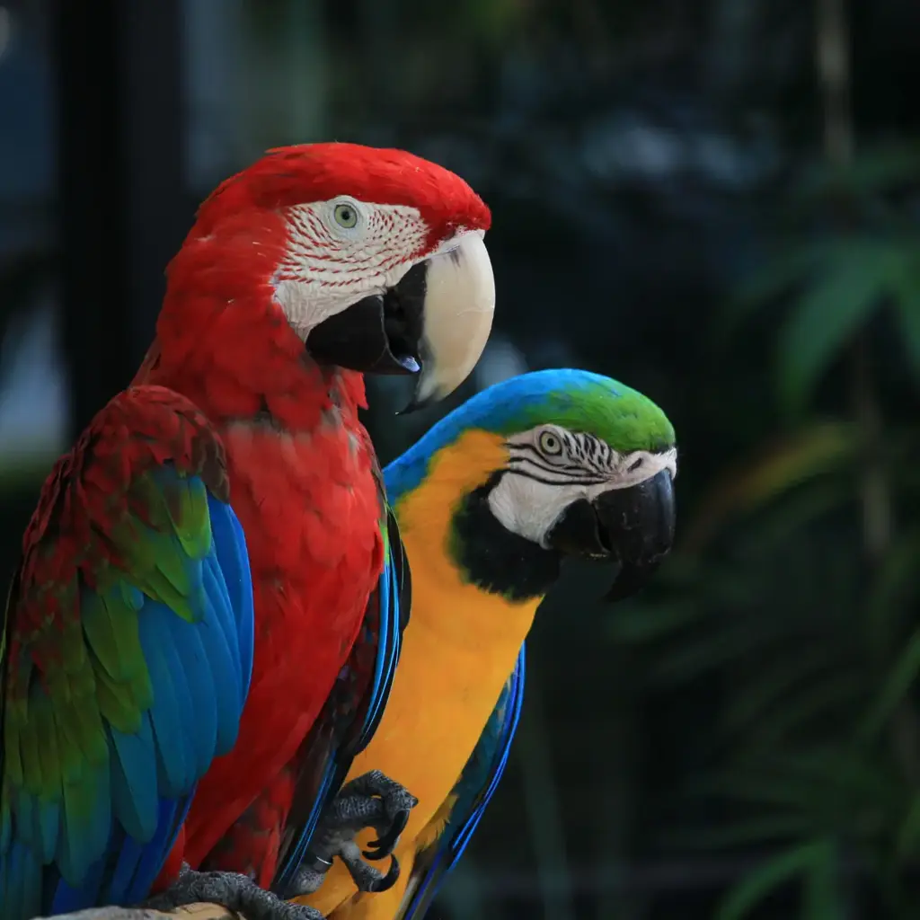 imagem capa do post Descubra o turismo para observação de aves!