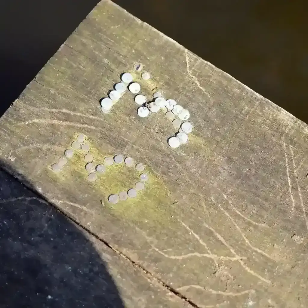 imagem capa do post Desvendando o Uruguai: Explorando as Maravilhas da Rota 33