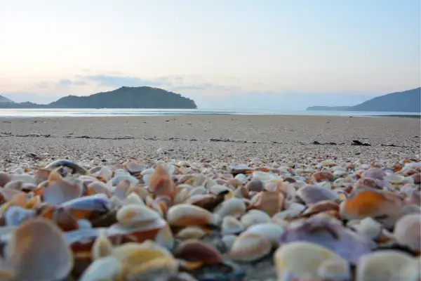 Conchas na areia de praia de Ubatuba, SP