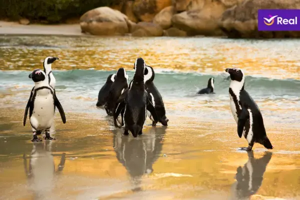 Pinguins africanos em Boulders Beach, seguro viagem África do Sul