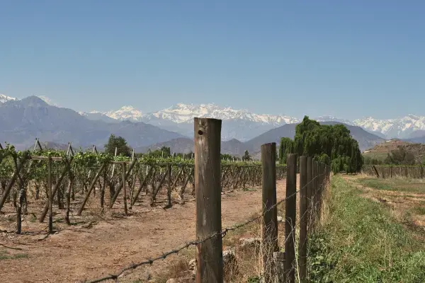 Videira próxima a Cordilheira no Chile