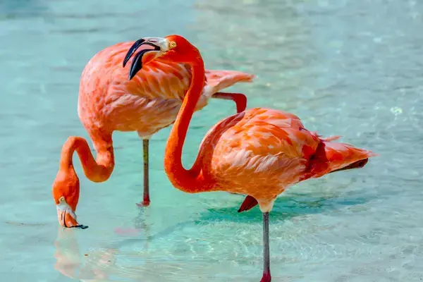 Dois flamingos cor-de-rosa na água cristalina de praia privativa em Aruba.