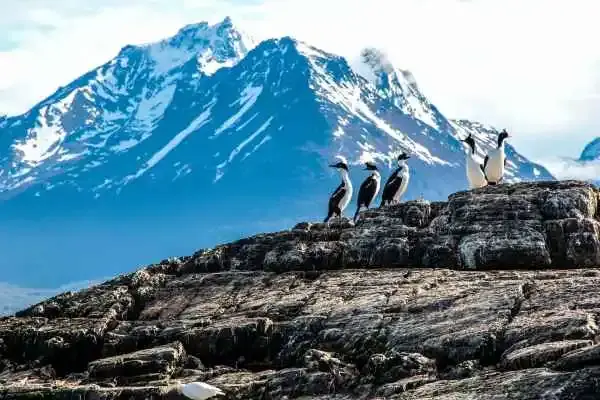 Pinguins em Ushuaia