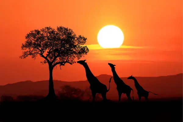 Girafas em paisagem ao por do sol