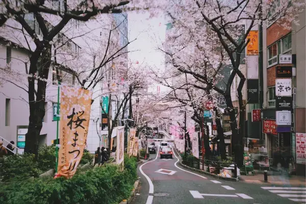Rua no Japão com cerejeiras floridas