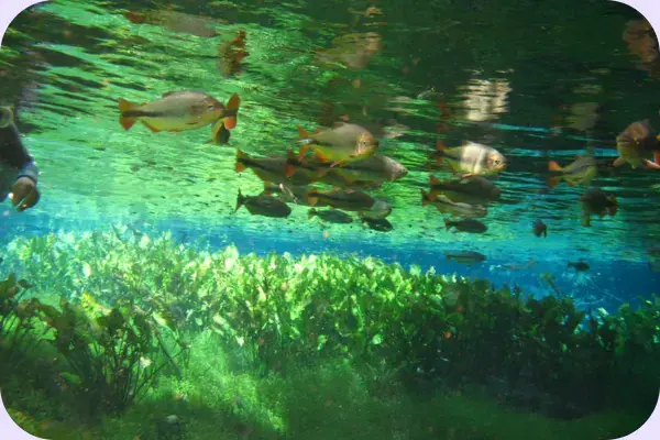 Flutuação em Bonito, Mato Grosso do Sul
