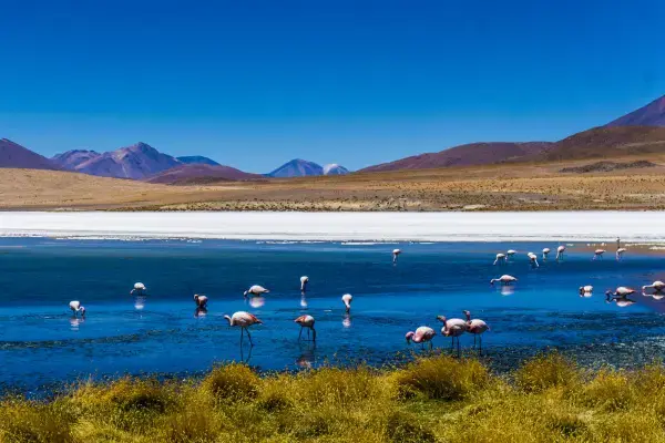 Flamingos andinos em laguna do altiplano boliviano durante travessia ao Uyuni