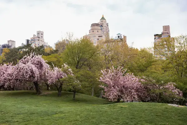Árvores floridas no Central Park com prédios de Nova York ao fundo