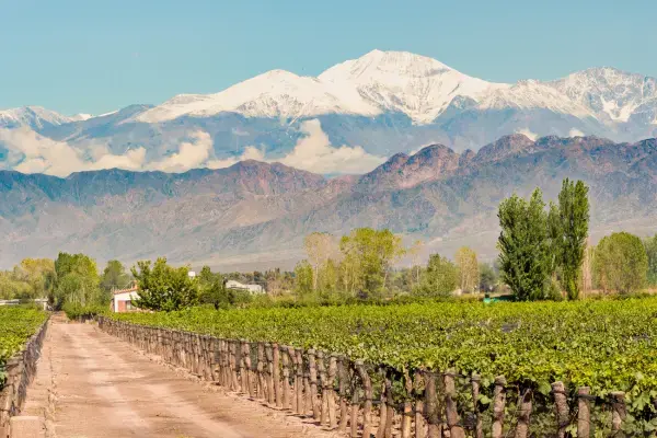 Fileiras de videiras em Mendoza com a Cordilheira dos Andes coberta de neve ao fundo
