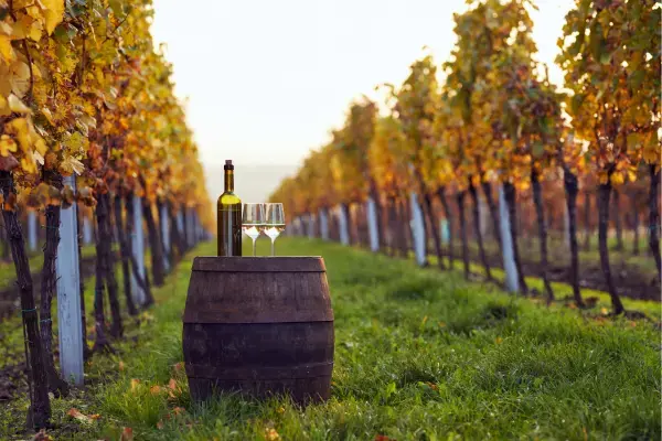 Vinhedo no outono com garrafa e taças de vinho sobre barril.
