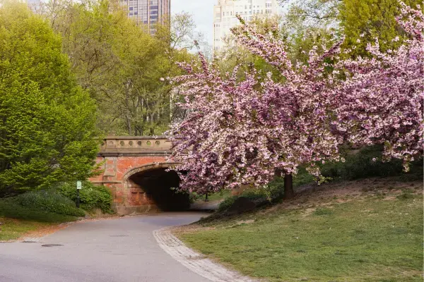 Caminho no Central Park com árvores floridas na primavera