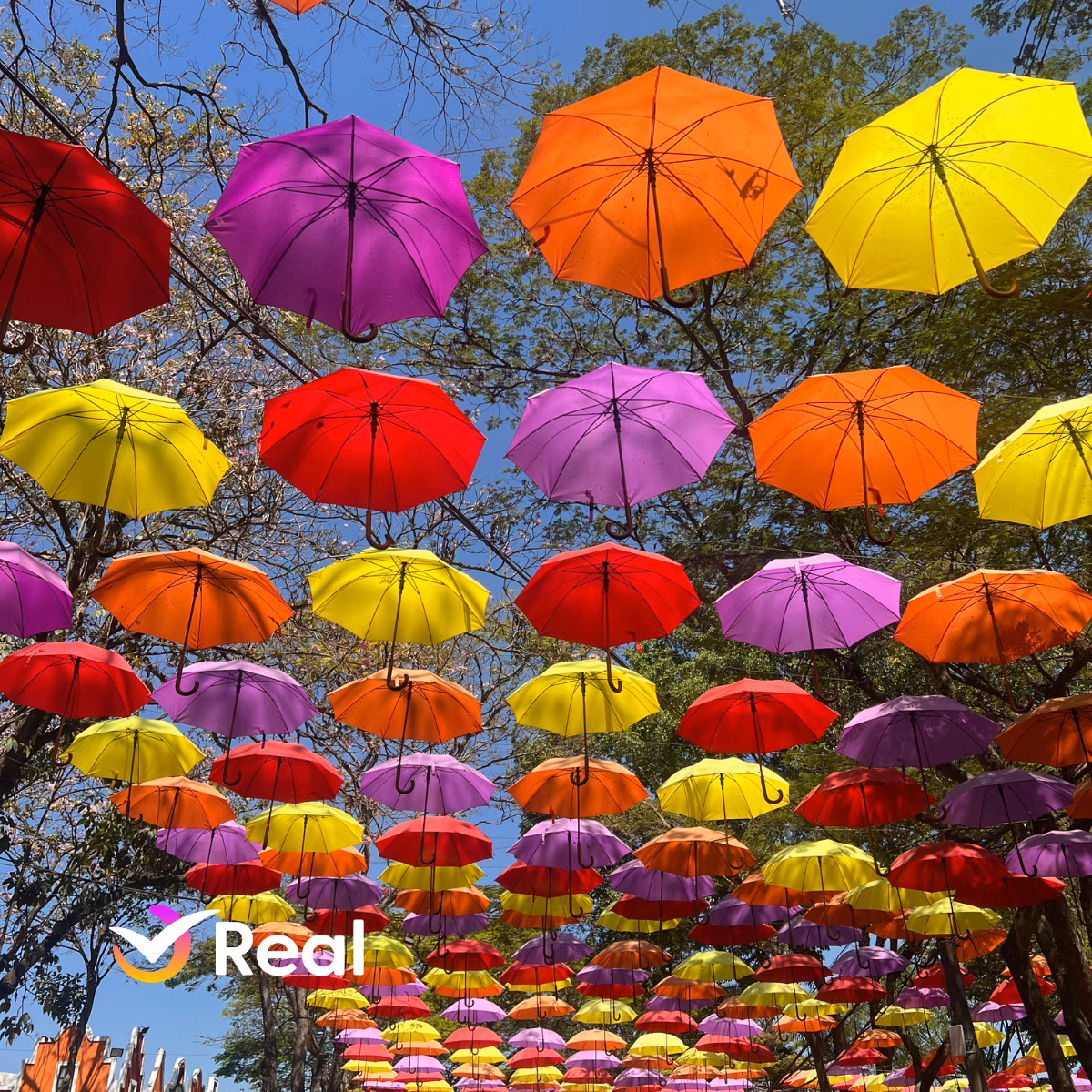 imagem de capa da publicação Expoflora 2025 em Holambra: datas, ingressos e guia completo