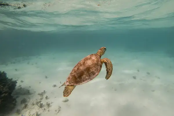 Tartaruga nadando em Vanuatu (Fonte: Unsplash)