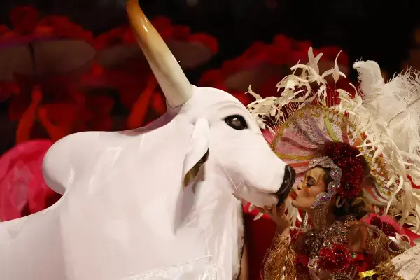 Personagem do Garantido beija o boi durante apresentação no Festival de Parintins