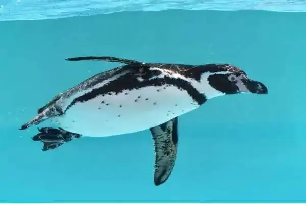 Pinguins em Ushuaia