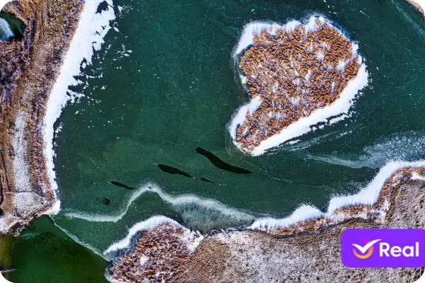Você sabia? As aves marinhas são essenciais para a vida no Atol. Suas fezes (guano) fertilizam as ilhas, permitindo o crescimento da vegetação que ajuda a conter a erosão