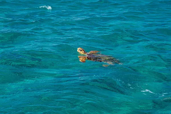 Tartaruga marinha Caretta Caretta nadando em águas claras do Mar Jônico, em área protegida de Zakynthos.