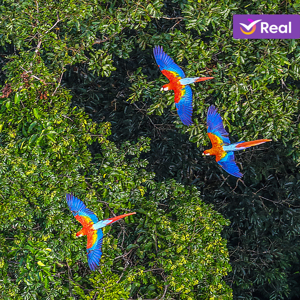 imagem capa do post O que fazer no Amazonas: Guia da selva, Manaus e rios!