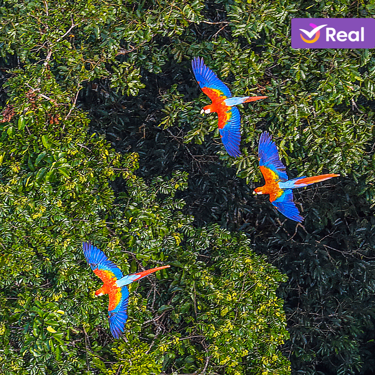 imagem de capa da publicação O que fazer no Amazonas: guia para uma viagem segura!