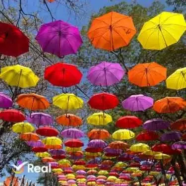 Expoflora em Holambra: datas, ingressos e guia completo