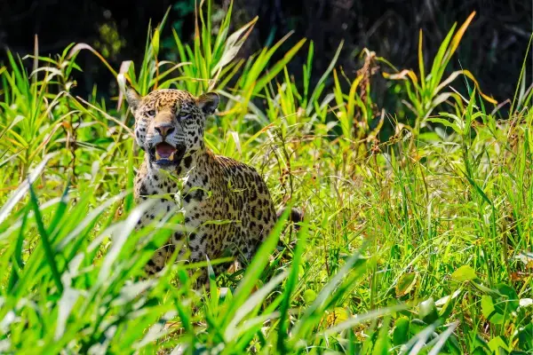 Onça pintada no Pantanal