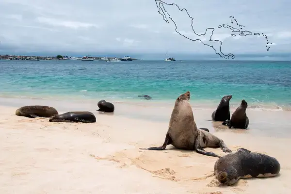 Leões marinhos na costa