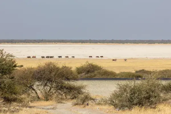 Parco Nazionale delle Pan di Makgadikgadi nel delta