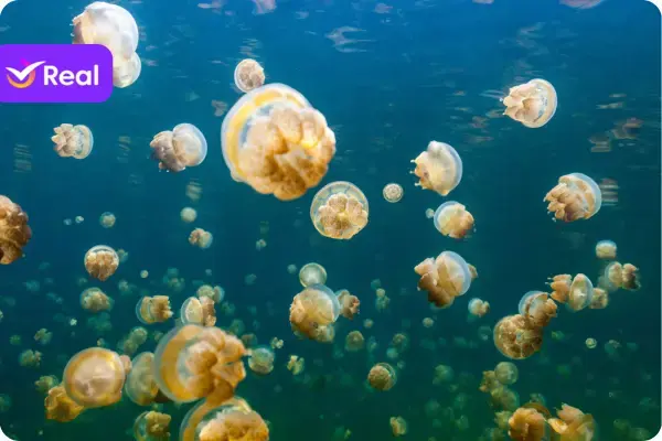 Jellyfish Lake (Lago das Águas-vivas)