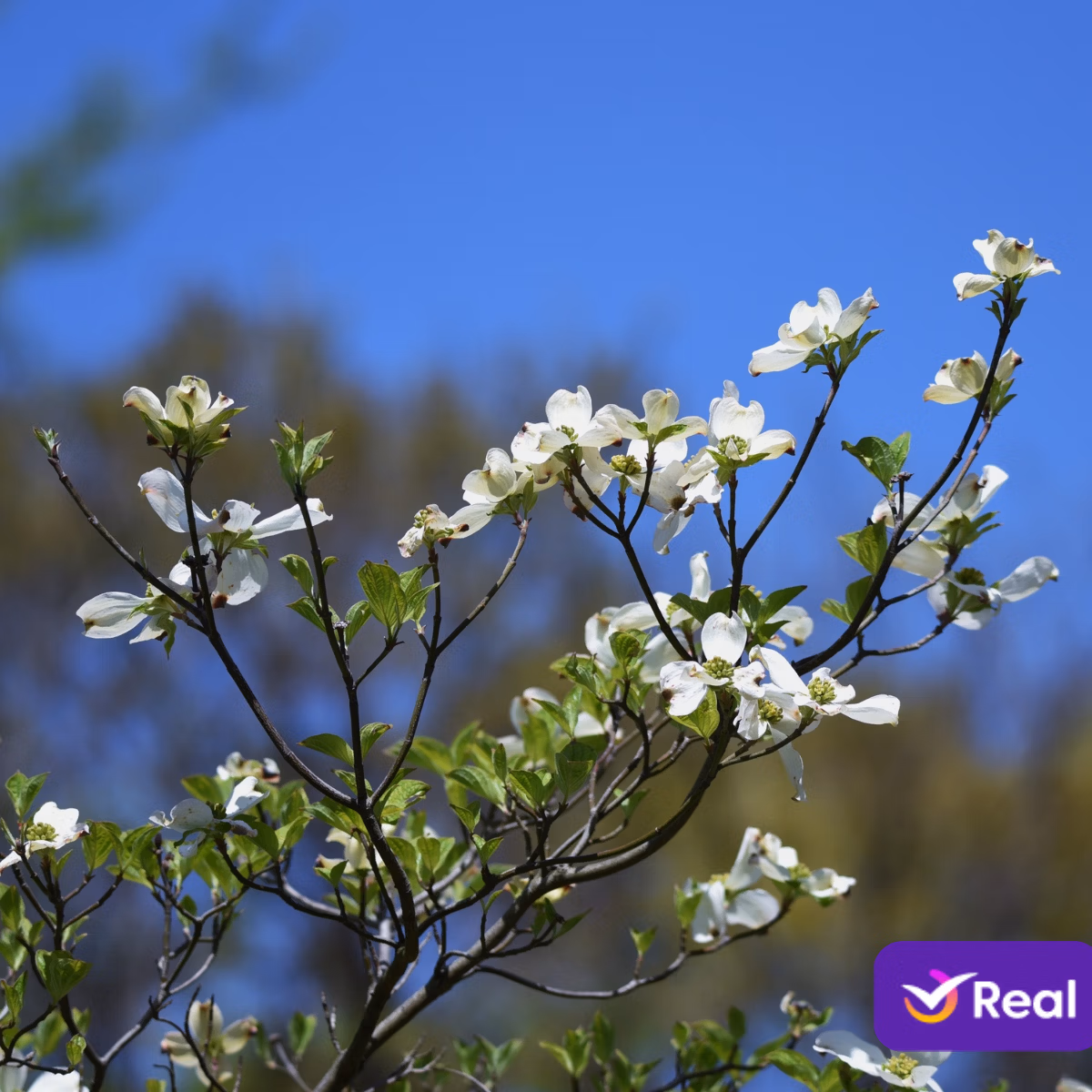 imagem de capa da publicação Destinos para emendar viagem nos feriados de abril!