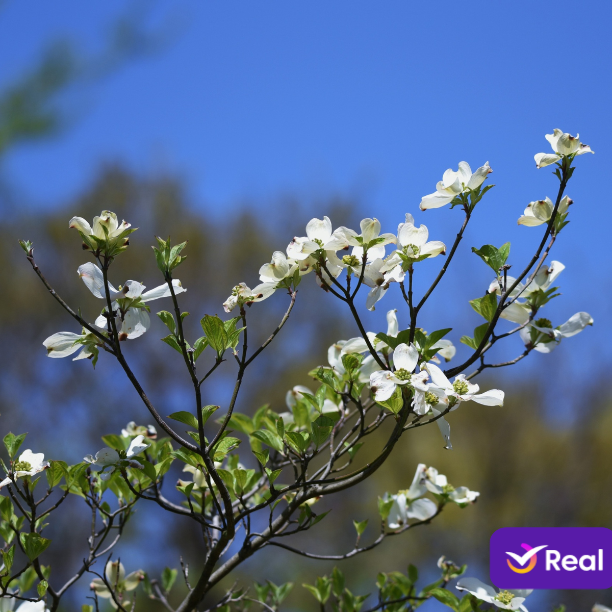 imagem capa do post Destinos para emendar viagem nos feriados de abril!