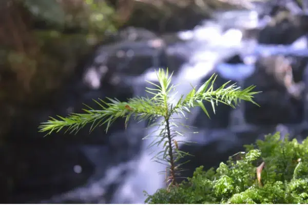 Small Araucaria tree (brazilian pine) found growing on a rock by the Caveira River in Urupema, Santa Catarina A foto de alta resolução livre de árvore, rio, cascata, araucária, Pinheiro, Pequena árvore, plantinha, brasileiro, pinho, musgo, balsam fir, Larix lyalliiSubalpine Larch, Columbian spruce, vegetação, natureza, lodgepole pine, verde, folha, oregon pine, ramo, plantar, ambiente natural, luz, American larch, céu, Jack pine, shortstraw pine, Planta terrestre, região selvagem, floresta, Pinheiro branco, shortleaf black spruce, Planta lenhosa, sitka spruce, Bioma, luz solar, Família pinho, organismo, fechar-se, Lariço, Pinho vermelho, abeto, Conífera, Planta vascular, Abeto, Evergreen, Rocha, hackmatack, floresta tropical, Macro fotografia, Planta de terra não vascular, Família de ciprestes, galho, Sequóia, Caule vegetal, Açúcar de pinho, Floresta de crescimento antigo, zimbro, flor @Martin Blackberry, ocupado NIKON D3200 01/09 2019 A imagem tirada com 55.0mm, f/5.6s, 10/250s, ISO 400 A imagem é liberada livre de copyrights sob Creative Commons CC0.