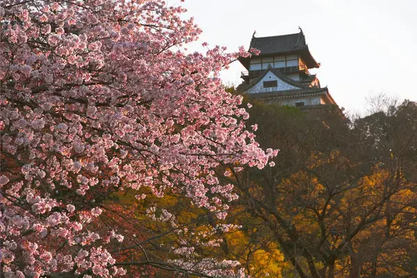 Castelo japonês entre cerejeiras em flor durante a primavera no Japão