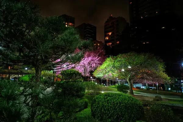 Parque iluminado à noite em Curitiba, com árvores floridas e prédios ao fundo.