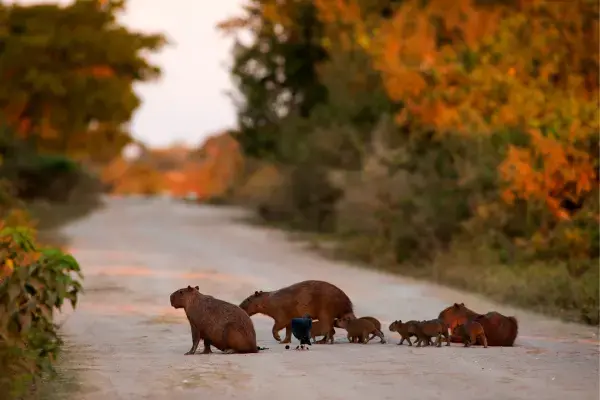 Capivaras na Transpantaneira, Brasil