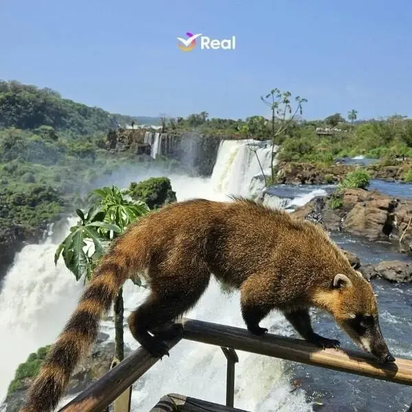 Cataratas do Iguaçu: saiba onde ficar, como chegar e o que fazer!