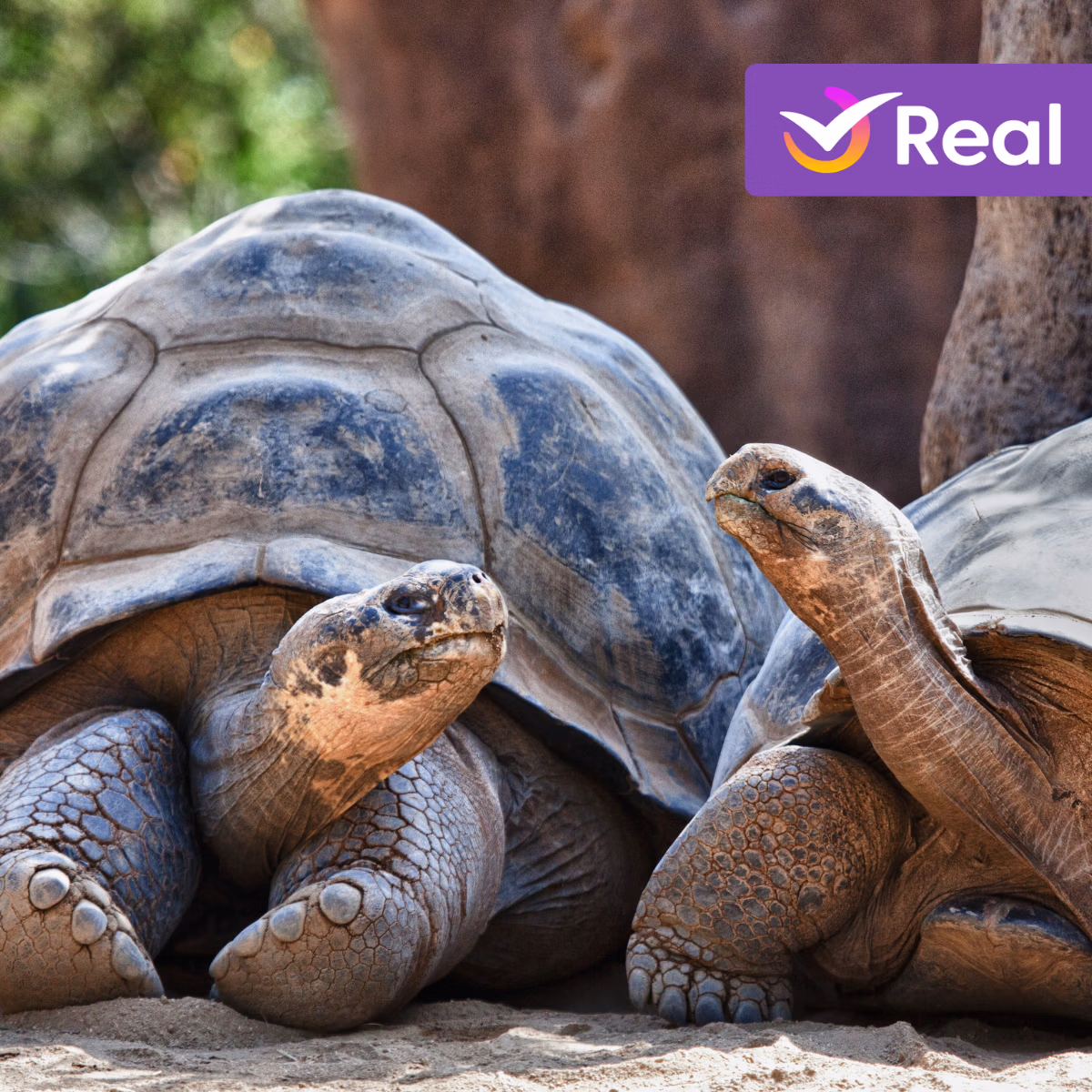 imagem de capa da publicação Galápagos: O arquipélago único visitado por Darwin que todo viajante precisa conhecer!