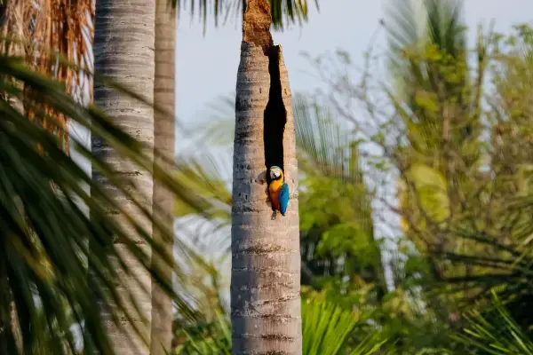 Arara em árvore em Bom Jardim, Mato Grosso