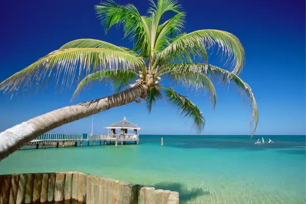 Mar azul esverdeado e coqueiro em praia de Honduras