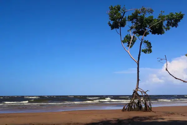 Árvore com raízes aparentes na praia da Ilha de Marajó, resultado da ação das marés.