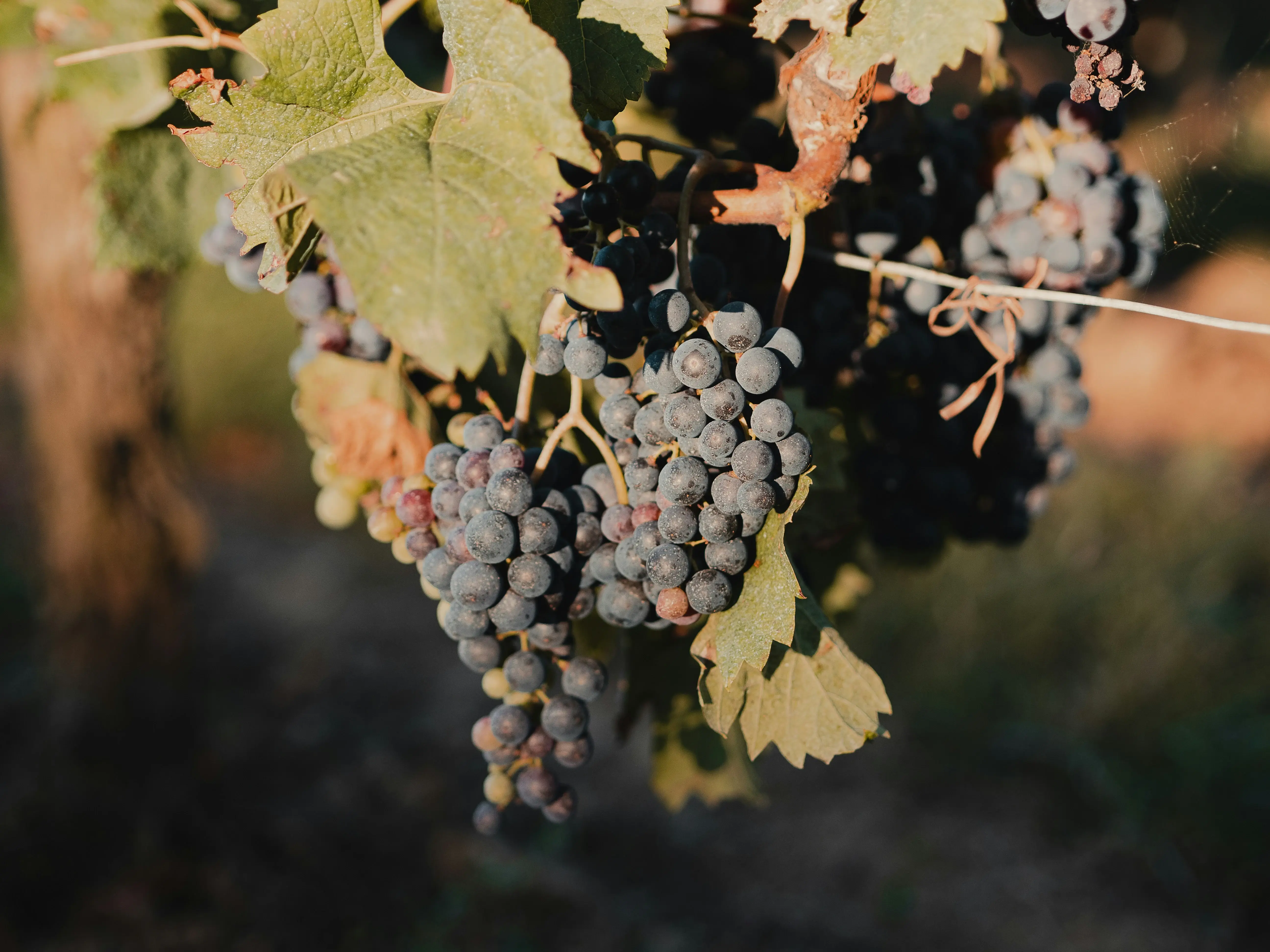 vinhedo bordeaux