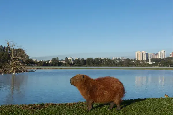 Capivara no Parque Barigui