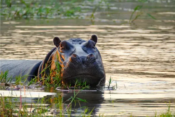 Moremi Wildlife Reserve, Botswana