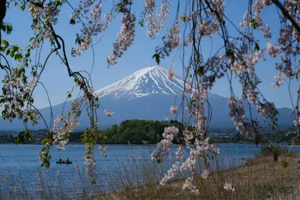 Monte Fuji visto de um lago com cerejeiras em flor ao redor