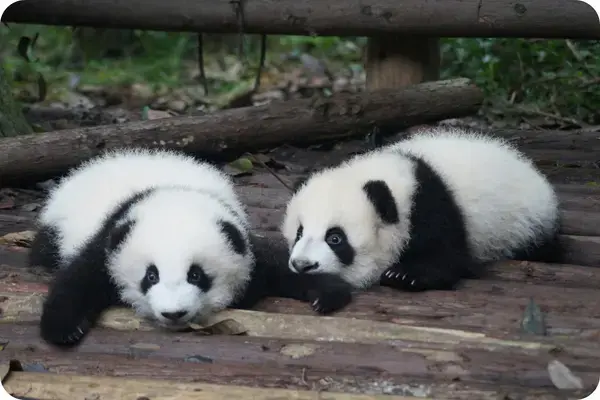 Dois filhotes de panda gigante sobre troncos de madeira em base de conservacao na China