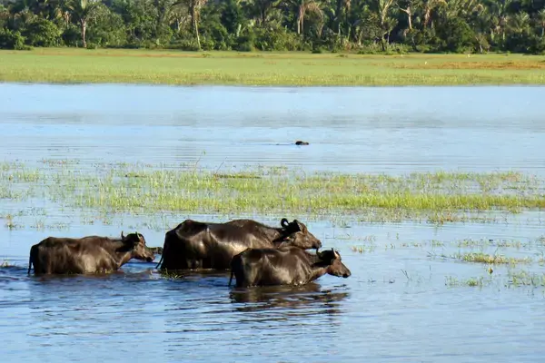 Búfalos atravessando áreas alagadas nos campos da Ilha de Marajó, paisagem típica da região.