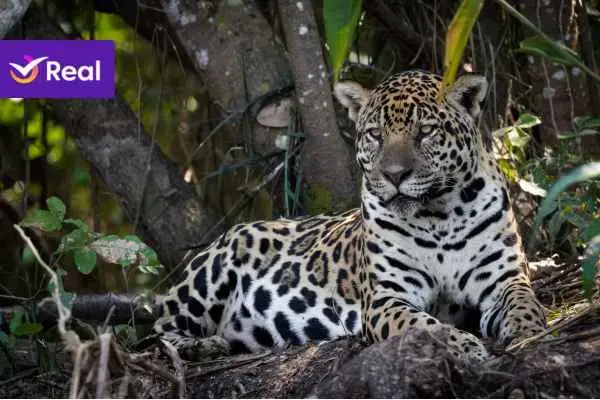 onça pintada no pantanal