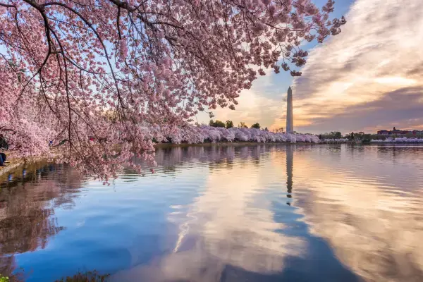 Cerejeiras às margens do Tidal Basin. Monumento Washington ao fundo