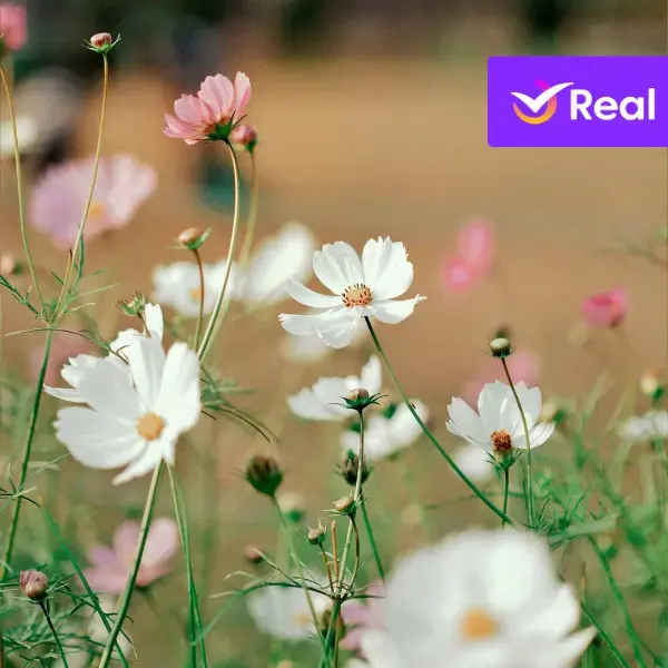 Primavera nos EUA 2026: O Guia Completo para Sua Viagem