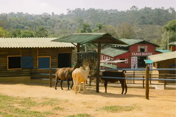 Animais como cabras e uma lhama em um cercado com palheiro, ao lado de construções de madeira em estilo rural, com a mata ao fundo. A placa "Farm House" aparece em um dos galpões vermelhos.